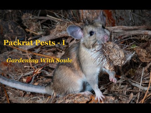 Packrats can be