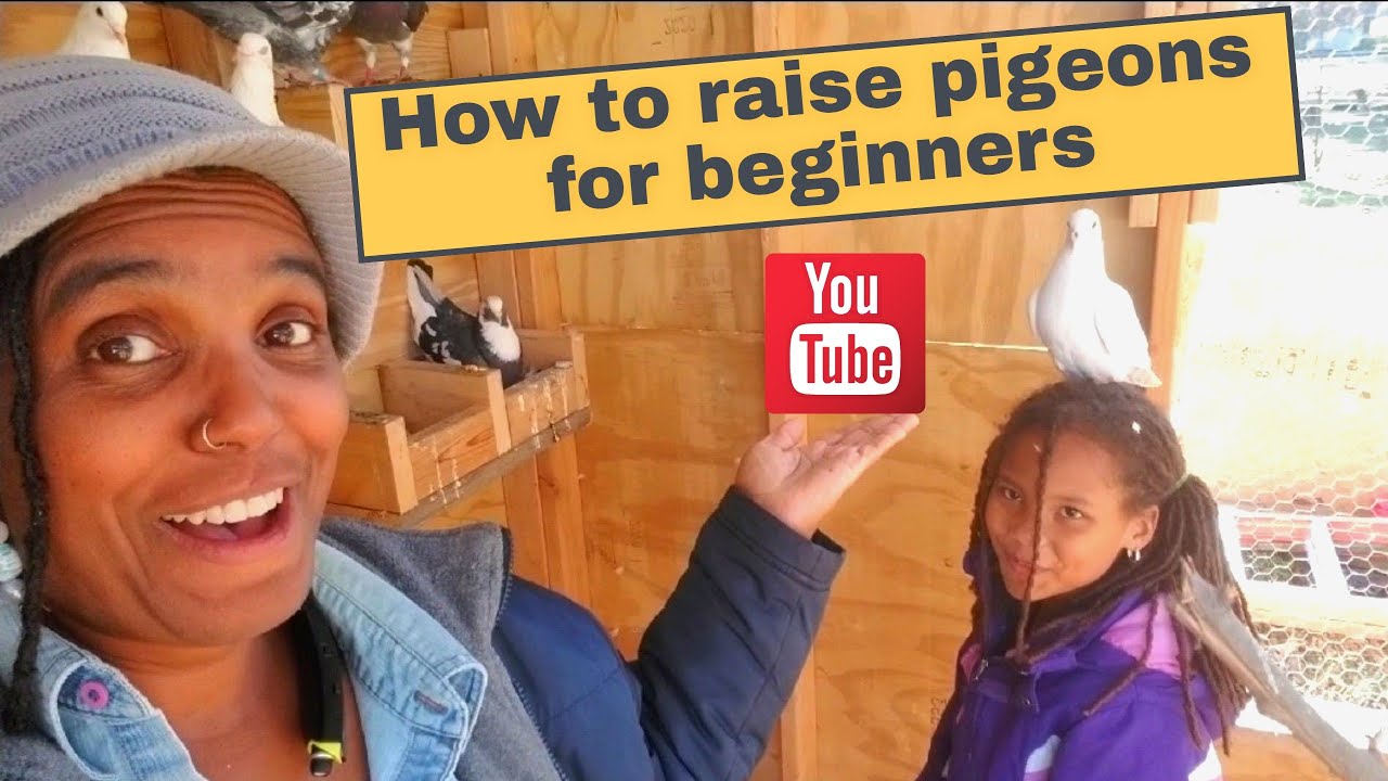 How to raise pigeons for beginners Step by Step Farming YouTube