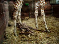 First Steps of Giraffe Baby