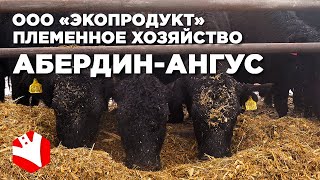 Племенное хозяйство абердин-ангусов | Мясное животноводство