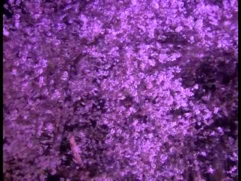 Таинственный сад (music by Sri Chinmoy)