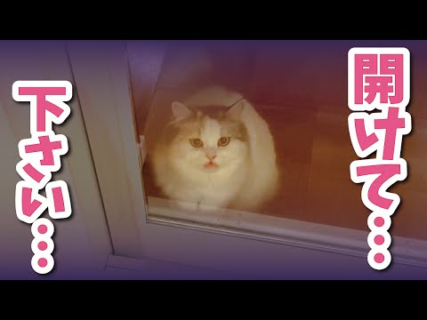 【飼い主失格】猫をひと晩中、外に締め出してしまいました…