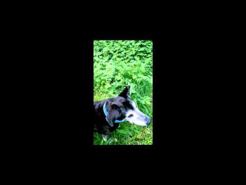 Video: Levertumorer Hos ældre Hunde