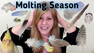 Bird Molting | Pin Feathers | Blood Feathers