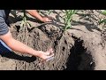 Ripper's impact on root development