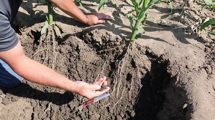 Ripper's impact on root development