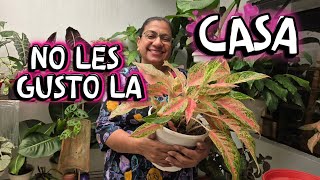 SACANDO PLANTAS QUE NO LES GUSTO LA CASA NUEVA/Liliana Muñoz