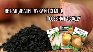 Лук чернушка - как посеять и зачем? САМЫЙ УРОЖАЙНЫЙ И КРУПНЫЙ ЛУК ТОЛЬКО ИЗ СЕМЯН!.