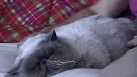 Watch the video about DramaQueens Cats Zeus (Blue Point Exotic Shorthair male)