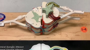 Human Anatomy, Spinal Cord Model