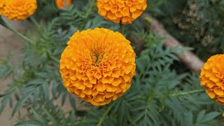 Beautiful Flowers Status 💐  Background Flute Music || WhatsApp Status Video || screenshot 5