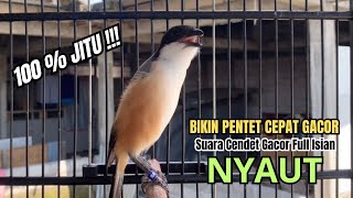 burung cendet gacor FULL NARUNG pandai BUAT PANCINGAN CENDET AGAR BUNYI bikin BURUNG PENTET GACOR