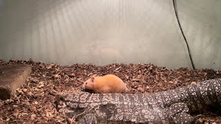 Feeding Screaming Hamsters to my Reptiles and Scorpions 【WARNING LIVE FEEDING!!】