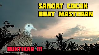 SUARA PERKUTUT DI PAGI HARI | COCOK BUAT MASTERAN