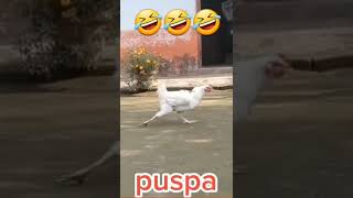 Download Lagu cock hero MP3