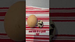 How big is a quail egg? #quail #coturnixquail #homestead