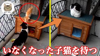 【感動】雨の中、子猫の帰りを待ち続ける野良猫ボス猫の姿が