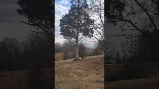 Big OLE RED CEDAR DOWN   Made with Clipchamp #sawing #tree #farming
