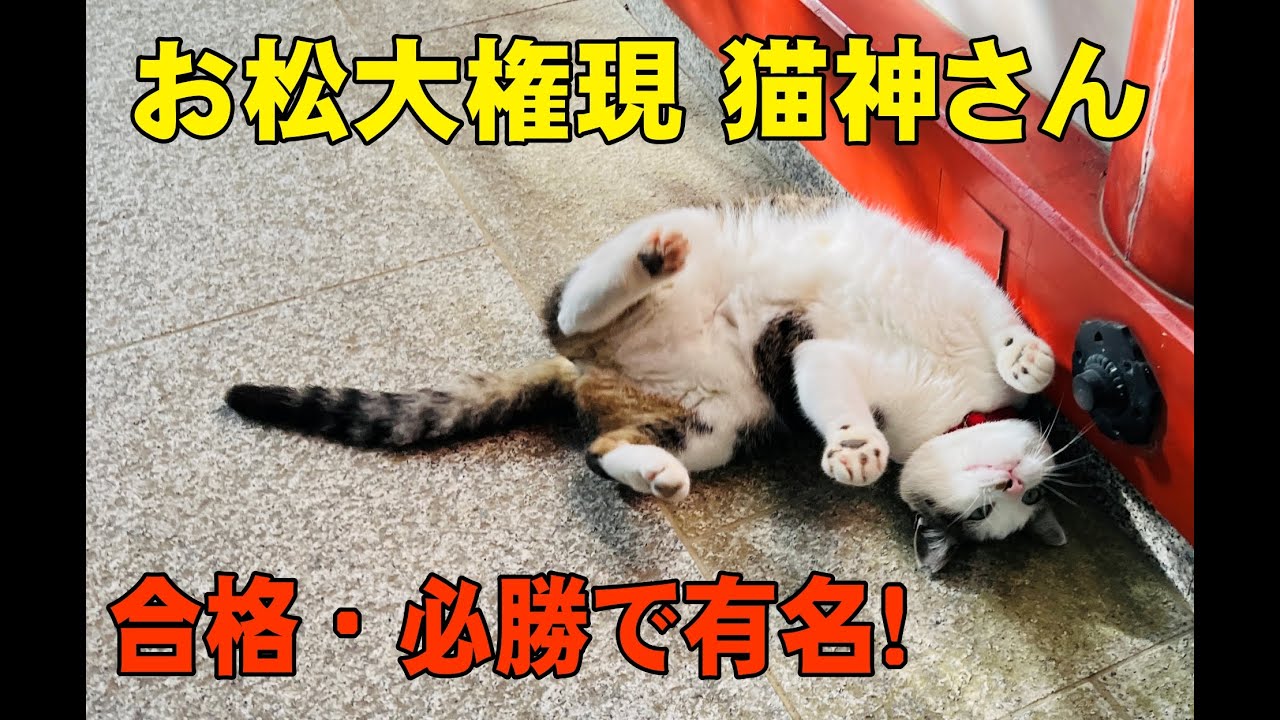 お松大権現 猫がいっぱいの神社 徳島県パワースポット 必勝ご利益でも有名