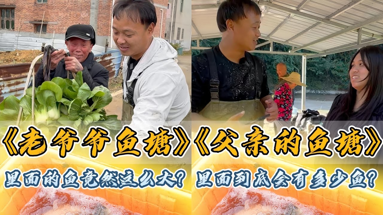 大表哥盘下80岁老爷爷的老鱼塘，里面的鱼竟然这么大？｜这是一位父亲留下的鱼塘，里面到底会有多少鱼？