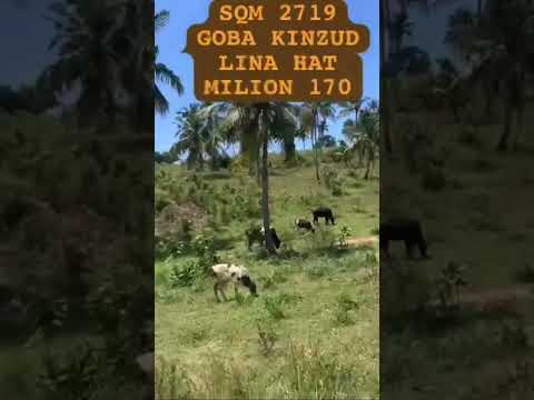 ENEO LIPO KINZUD MAGOROFAN SQM 2719 MILION 170 0653466510 DALALI WAKISHUA