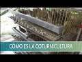 Como es la Coturnicultura - TvAgro por Juan Gonzalo Angel Restrepo