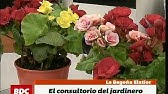 Secretos para el cuidado de la Begonia Eliator - YouTube