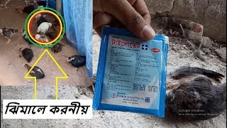 দেশি মুরগির ঝিম পড়া বা ঠান্ডা লাগা রোগ এর ঔষধ | desi murgi palon