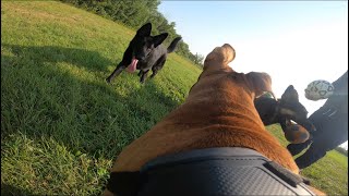 Pit Bull Corrects German Shepherd After Playing Too Rough