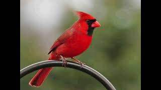 SINGING CARDINAL BIRD