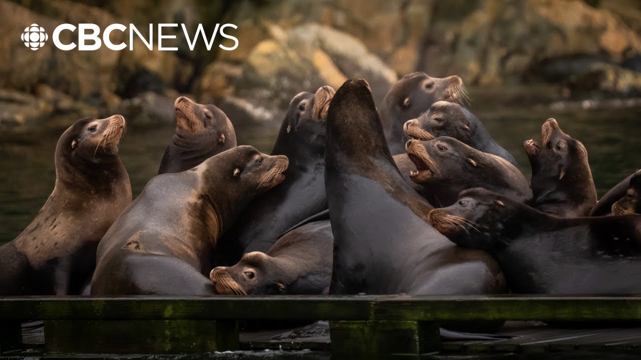 Visiting American sea lions blamed for noisy barking in B.C. waters