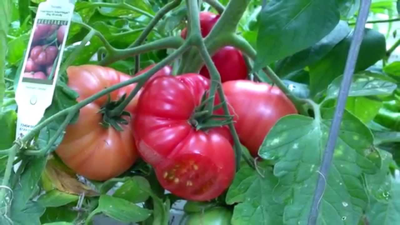 PlantProfile Big Brandy YouTube