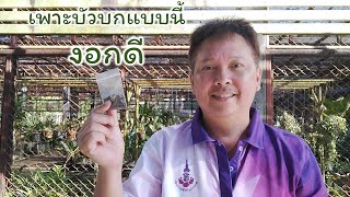 วิธีเพาะเมล็ดใบบัวบกให้งอกดี (How to germinate gotu kola seeds) Farm Station