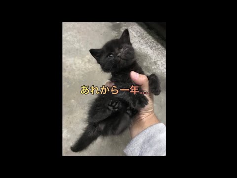 野良子ねことの思い出✨あれから一年… あっという間に激動の一年が過ぎ… キミは幸せになれたかな… 踏ん張りどころだけど…頑張って生きるよ… #子猫 #黒猫 #kitten #感動 柴犬コロと猫のあんこ