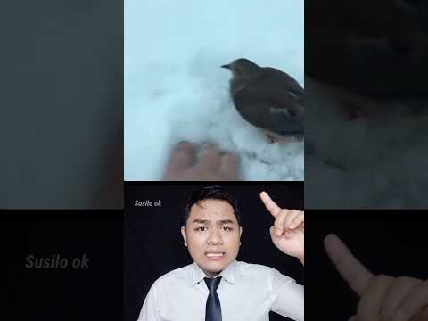 Video: Menelan: burung adalah pembawa musim semi