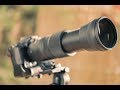 Using The Sigma 150-600mm f5-6.3 ContemporaryLens For Bird Photography