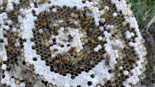How to locate and eliminate a ground wasp nest using tempo dust