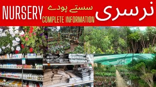 Plant Nursery Peshawar Mor Islamabad | Plant Pots | Reasonable Prices