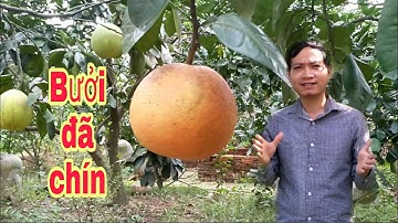 Bưởi đỏ tiến vua đã chín || bưởi Rỏn