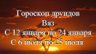 Гороскоп друидов. Вяз