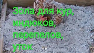 5 способов применения золы в курятнике//зола для кур