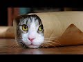 FUNNY CATS Compilation 2017 (Funny Cat Videos)