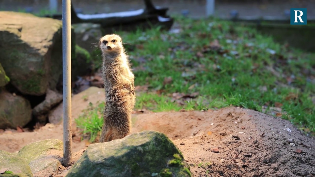 Zoo Kaiserslautern Erdmännchen hat alles im Blick YouTube