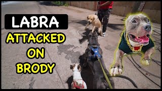 Labra ne Brody pe Attack Kar Diya 😱 Dog Fight | Harpreet SDC