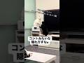 ボス猫から逃げる白猫。 #猫 #ねこのいる生活 #cat #音読さん