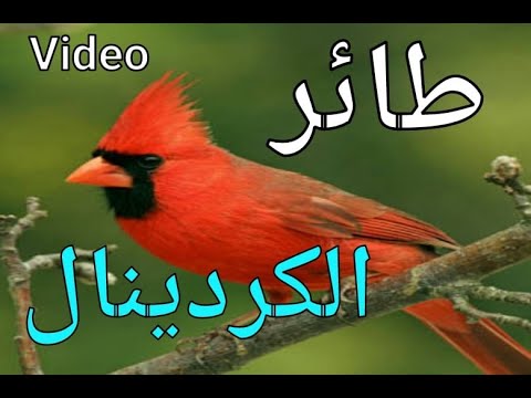 طائر الكاردينال