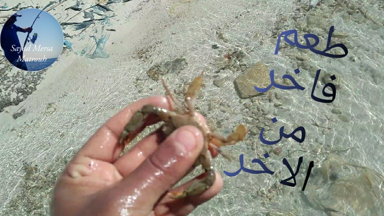 طعم فاخر من الاخر يوم جميل من شاطئ كليوباترا مرسي مطروح  #صياد_مرسي_مطروح