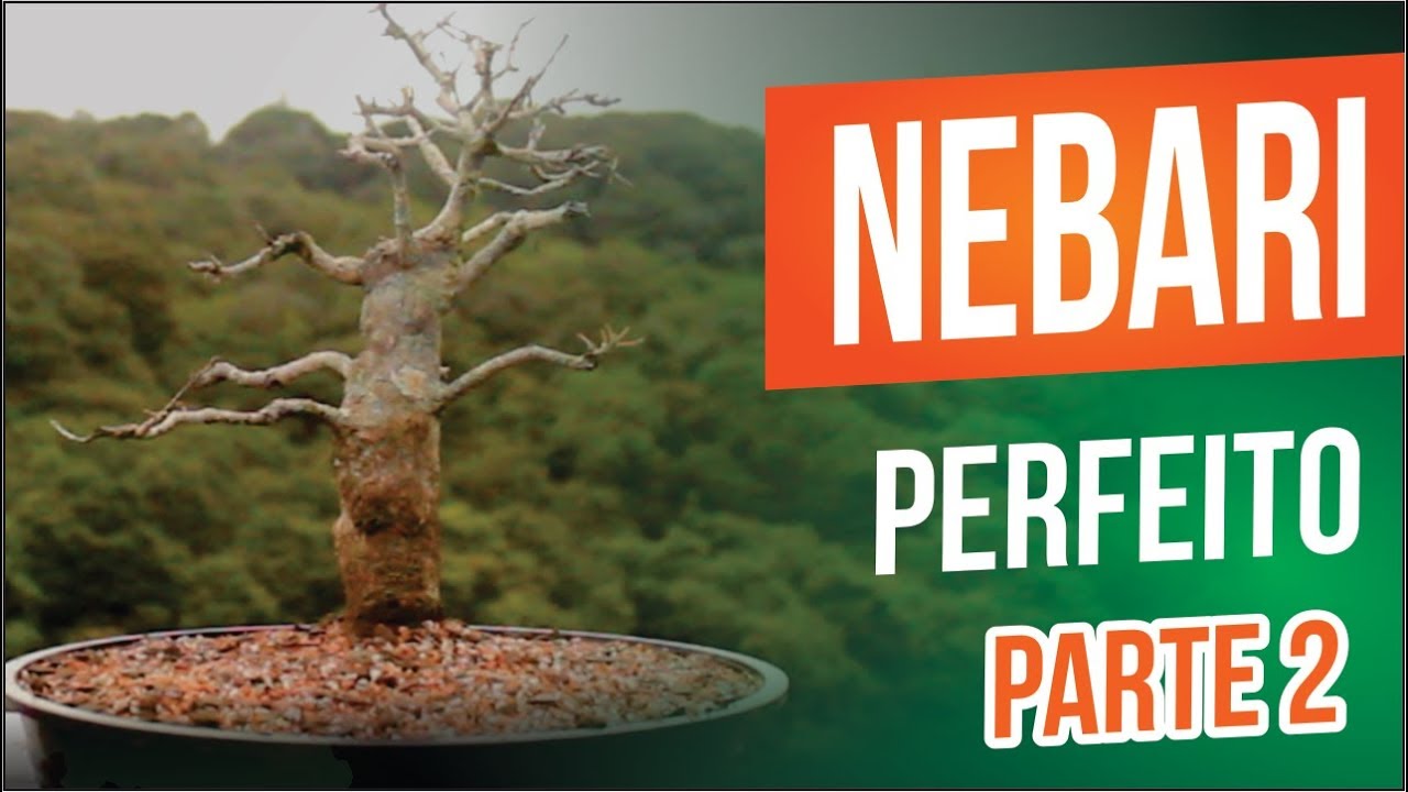 BONSAI NEBARI PERFEITO | PASSO A PASSO | PARTE 2 - YouTube