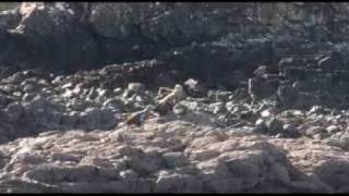 Wildlife Seen On Boatrips On The Isle Of Mull