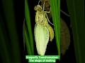 Dragonfly Transformation The Magic Of Molting 🥠Dragonfly Transformation The Magic Of Molting рџҐ